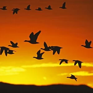 Snow Geese flying out from roost to feed at dawn, Bosque Del Apache, New Mexico, USA