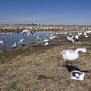 Snow Goose decoys on farm near River Platte Nebraska USA April