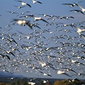Snow and Rosss Geese, Bosque Del Apache, New Mexico, USA, winter