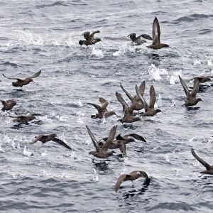 Sooty Shearwaters Puffinus griseus off Cape Horn Southern Ocean November