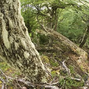 Southern Beech Forest Tierra del Fuego NP Argentina