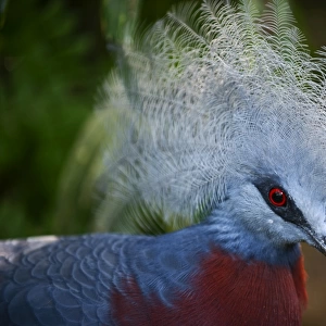 Southern Crowned Pigeon (Goura scheepmakeri) New Guinea (captive)