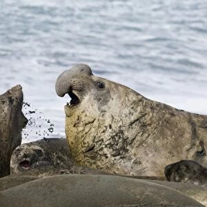 Southern Elephant Seal Mirounga leonina beachmaster bellowing to warn rival males