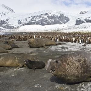 Southern Elephant Seals Mirounga leonina and King Penguin Aptenodytes patagonicus