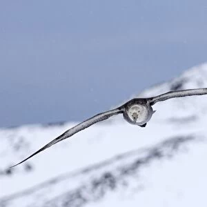 Southern Giant Petrel Macronectes giganteus Half Moon Island Antarctica