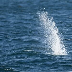 Splash from Gannet Sula bassana diving off Mousa Shetland June