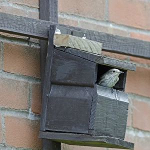 Spotted Flycatcher Muscicapa striata at nest box on side of house Norfolk