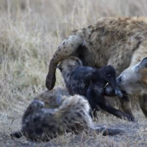 Spotted Hyena Crocuta crocuta with young pup Masai Mara Kenya
