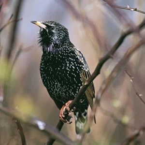 Starling, Sturnus vulgaris, adult in winter, UK
