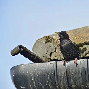 Starling Sturnus vulgarus singing from gutter of house Norfolk June