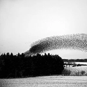 Starlings Sturnus vulgarus arriving at night time roost near Gretna Scotland December