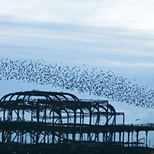 Starlings Sturnus vulgarus arriving to roost on West Pier Brighton Sussex December