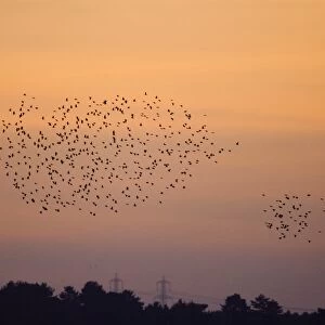 Starlings Sturnus vulgarus flying to roost Minsmere Suffolk winter