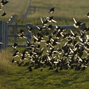 Starlings Sturnus vulgarus juveniles Shetland June