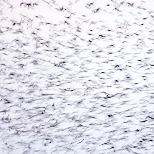 Statlings Sturnus vulgarus flock arriving at roost Cley Norfolk winter