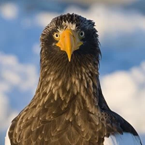 Stellers Eagle Haliaeetus pelagicus Nemuro Channel Hokkaido Japan February