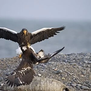Stellers Eagles Haliaeetus pelagicus adult and immature fighting over carcass Shiretoko