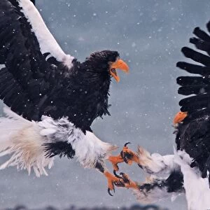 Stellers Eagles Haliaeetus pelagicus fighting Akan Hokkaido Japan