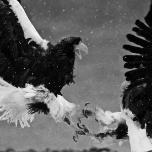 Steller's Eagles Fighting Print (Black & White) Steller's Eagles Fighting Print (Black & White)