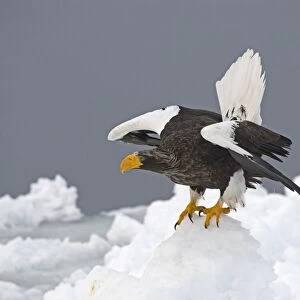 Stellers Eagles Haliaeetus pelagicus on sea ice in Nemuro Channel off Rausu Hokkaido