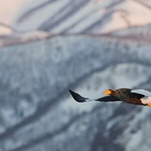 Stellers Eagles Haliaeetus pelagicus Shiretoko Peninsula Hokkaido Japan February