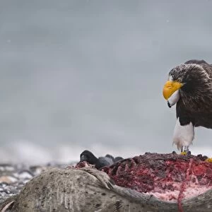 Stellers Eagles Haliaeetus pelagicusat feeding on dead seal Shiretoko Peninsula