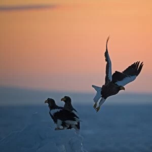 Stellers Eagles Haliaeetus pelagicusat sunrise on sea ice in Sea of Okhotsk off