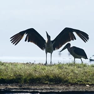 stork marabou stork lake nakuru kenya marabou