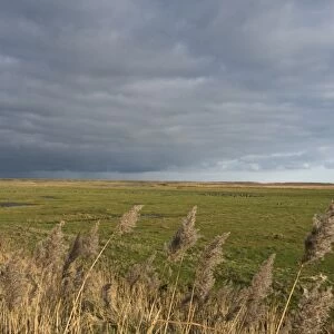 Stormy sky over grazing marsh viewed from the East Bank at Cley Norfolk winter