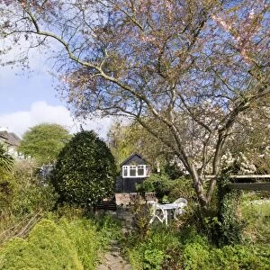 Suburban garden in spring Kent