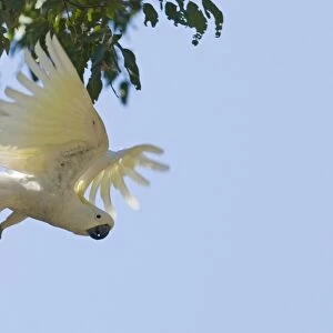 Sulphur-crested Cockatoo Cacatua galerita Queensland Australia
