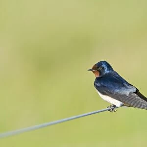 Swallow Hirundo rustica Cley Norfolk May
