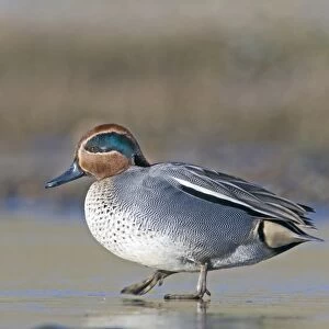 Teal Anas crecca male walking on frozen pool Salthouse Norfolk winter