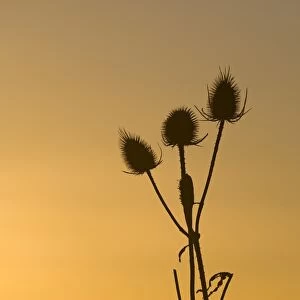 Teazel heads silhouetted at dawn at Snettisham RSPB Reserve Norfolk winter