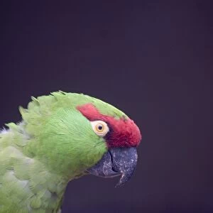 Thick-billed Parrot Rhyncopsitta pachyrhyncha Mexico