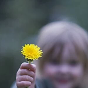 Toddler holding dandelion Norfolk April