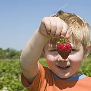 Toddler with strawberry at fruit farm Kent (MODEL RELEASED)