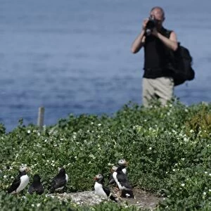 Tourist photographing Puffin Fratercula arctica on Inner Farne Farne Islands Northumberland