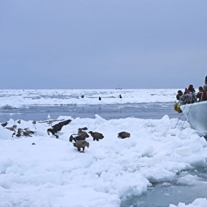 Tourists photographing Stellers and White-tailed Sea Eagles in pack ice off Shiteko