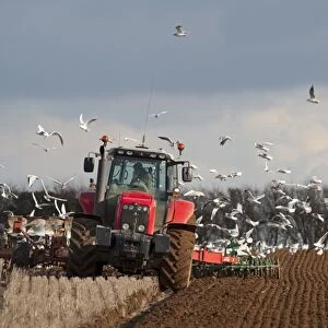 Tractor ploughing field in late winter with Black-headed Gulls following plough North