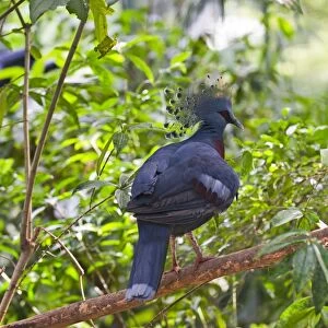 Victoria Crowned Pigeon, Goura victoria New Guinea