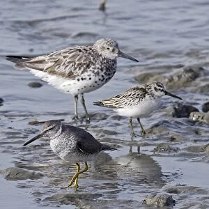 Waders on Cairns Esplanade incl Great Knot, Broad-billed Sandpiper and Grey-tailed