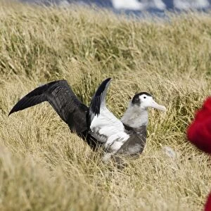 Wandering Albatross Diomedea exulans 10 month old chck being watched by tourist from cruise ship
