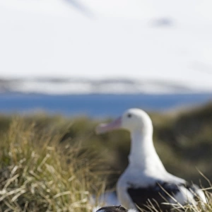 Wandering Albatross Diomedea exulans adult in background and 10 month old chick on