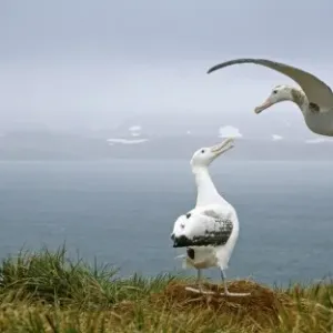 Wandering Albatross Pair Print