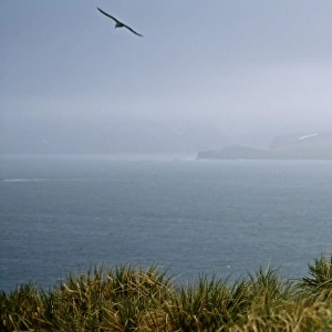 Wandering Albatross, Diomedia exulans, pair, Albatross Island, Bay of Isles, South Georgia