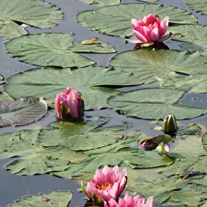 Water Lillies on garden pond Norfolk UK summer