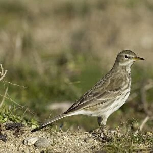 Water Pipit Anthus spinoletta Northerrn Greece January