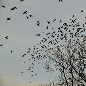 Waxwing flock going to roost Northumberland November 2004