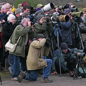 White-crowned Sparrow twitch at Cley North Norfolk January 2008